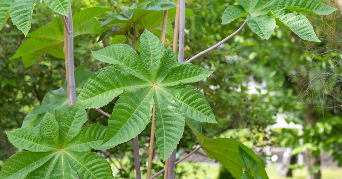 Botanischer Garten Salzburg - Rizinus © Silja Parke - Wilde Möhre Blog